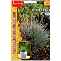 Овсяница сизая Varna