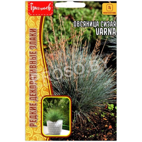 Овсяница сизая Varna