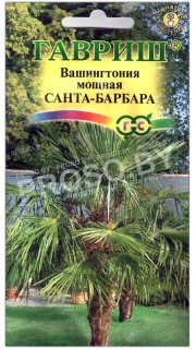 Пальма мощная Вашингтония Санта-барбара