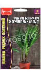 Пальма Вашингтония нитчатая Жасминовый аромат