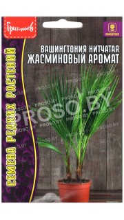 Пальма Вашингтония нитчатая Жасминовый аромат