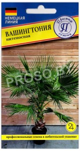 Пальма Вашингтония нитеносная