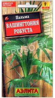 Пальма Вашингтония робуста