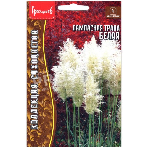 Пампасная трава Белая