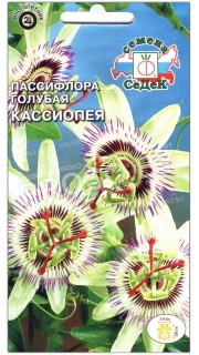 Пассифлора голубая Кассиопея