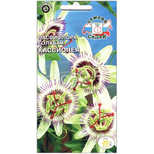 Пассифлора голубая Кассиопея