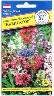 Пенстемон бородатый Навигатор