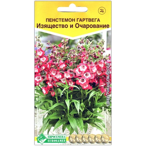 Пенстемон гартвега Изящество и Очарование