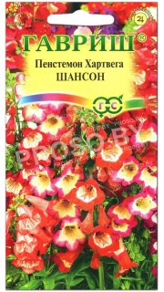 Пенстемон Хартвега Шансон