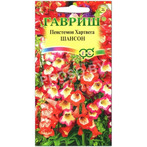 Пенстемон Хартвега Шансон