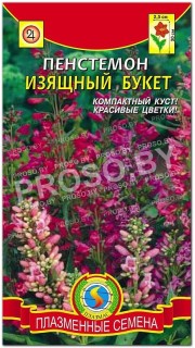 Пенстемон Изящный букет