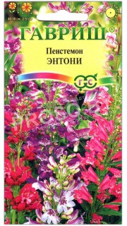 Пенстемон Энтони