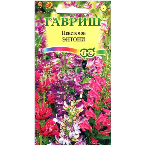 Пенстемон Энтони