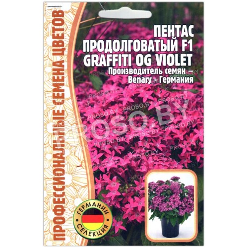 Пентас продолговатый Graffiti og violet F1