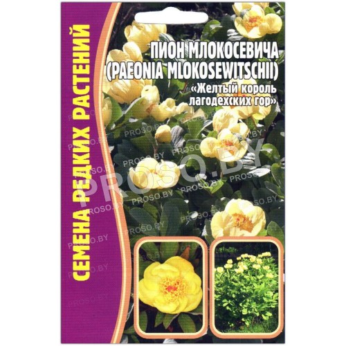 Пион Млокосевича