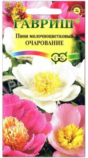 Пион молочноцветковый Очарование