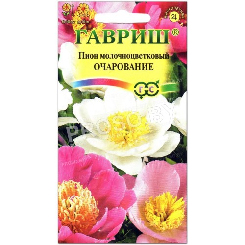 Пион молочноцветковый Очарование