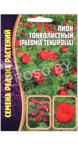 Пион Тонколистный