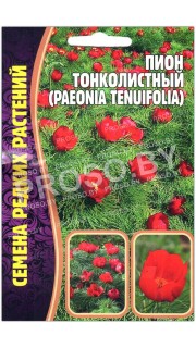 Пион Тонколистный