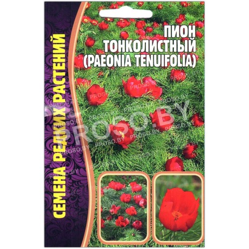 Пион Тонколистный