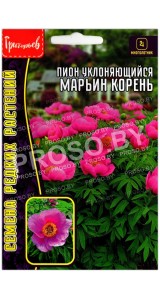 Пион уклоняющийся Марьин корень