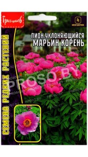 Пион уклоняющийся Марьин корень