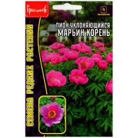 Пион уклоняющийся Марьин корень