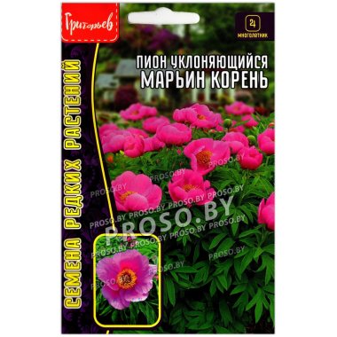Пион уклоняющийся Марьин корень