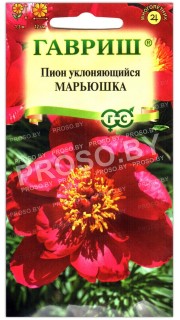 Пион уклоняющийся Марьюшка