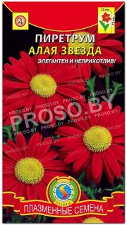 Пиретрум Алая звезда