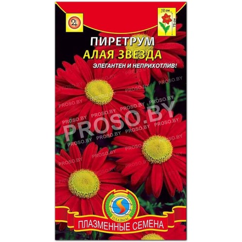 Пиретрум Алая звезда