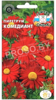 Пиретрум Комедиант