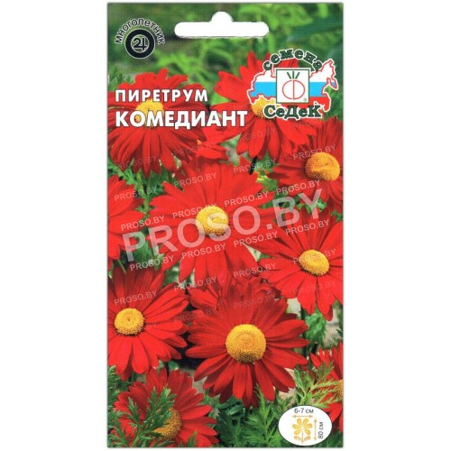 Пиретрум Комедиант