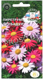 Пиретрум Трубадур