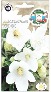 Платикодон Блюз