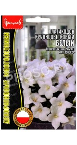 Платикодон крупноцветковый Белый