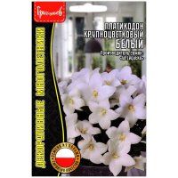Платикодон крупноцветковый Белый