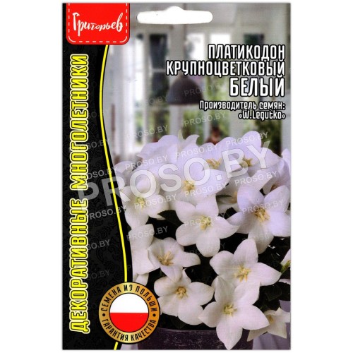 Платикодон крупноцветковый Белый