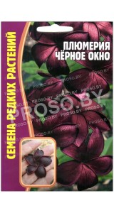 Плюмерия Черное окно