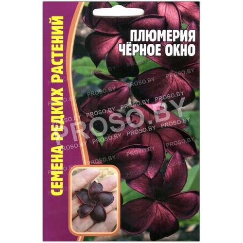 Плюмерия Черное окно