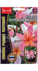 Плюмерия Прекрасная невеста