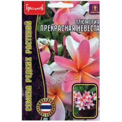 Плюмерия Прекрасная невеста