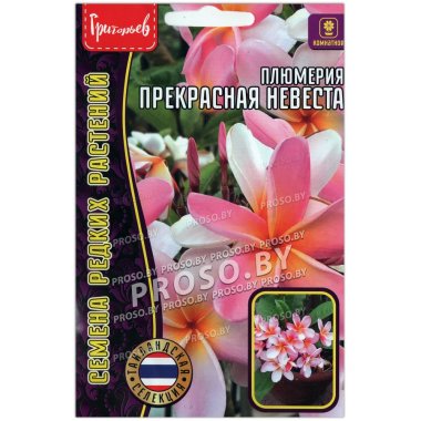 Плюмерия Прекрасная невеста