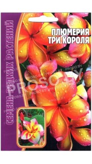 Плюмерия Три короля