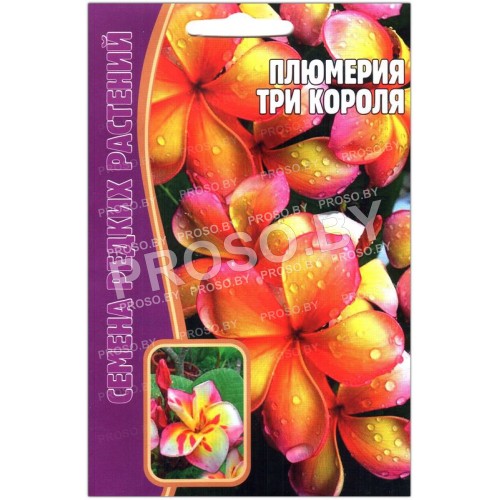 Плюмерия Три короля