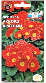Примула Аккорд красный
