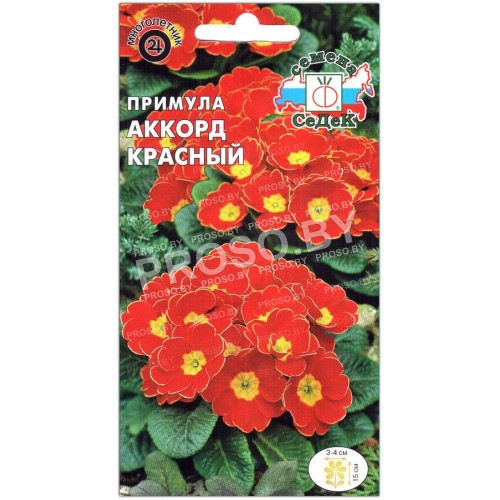 Примула Аккорд красный