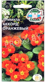 Примула Аккорд оранжевый