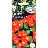 Примула Аккорд оранжевый