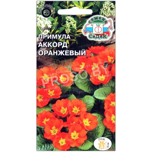 Примула Аккорд оранжевый